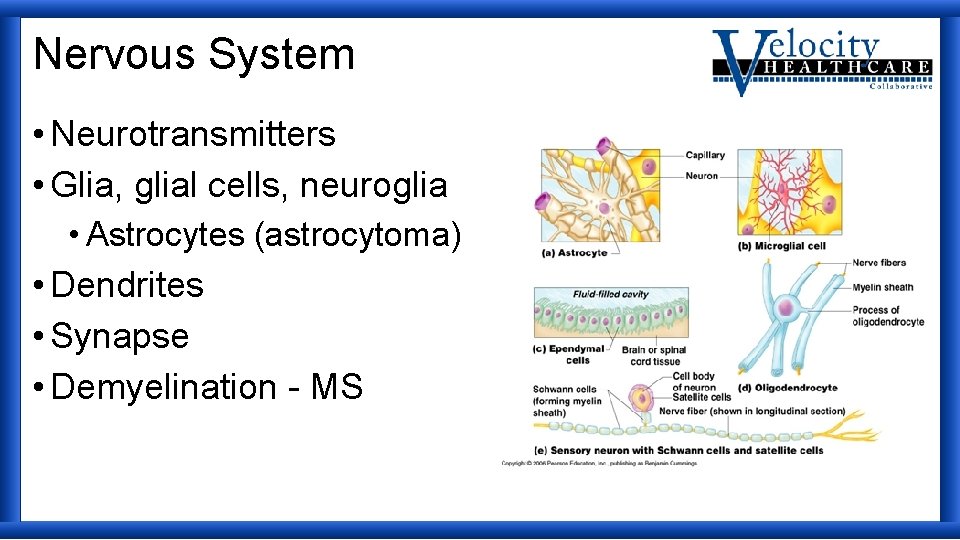 Nervous System • Neurotransmitters • Glia, glial cells, neuroglia • Astrocytes (astrocytoma) • Dendrites