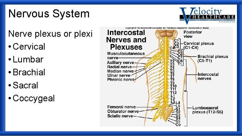 Nervous System Nerve plexus or plexi • Cervical • Lumbar • Brachial • Sacral