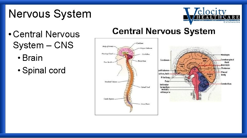 Nervous System • Central Nervous System – CNS • Brain • Spinal cord 