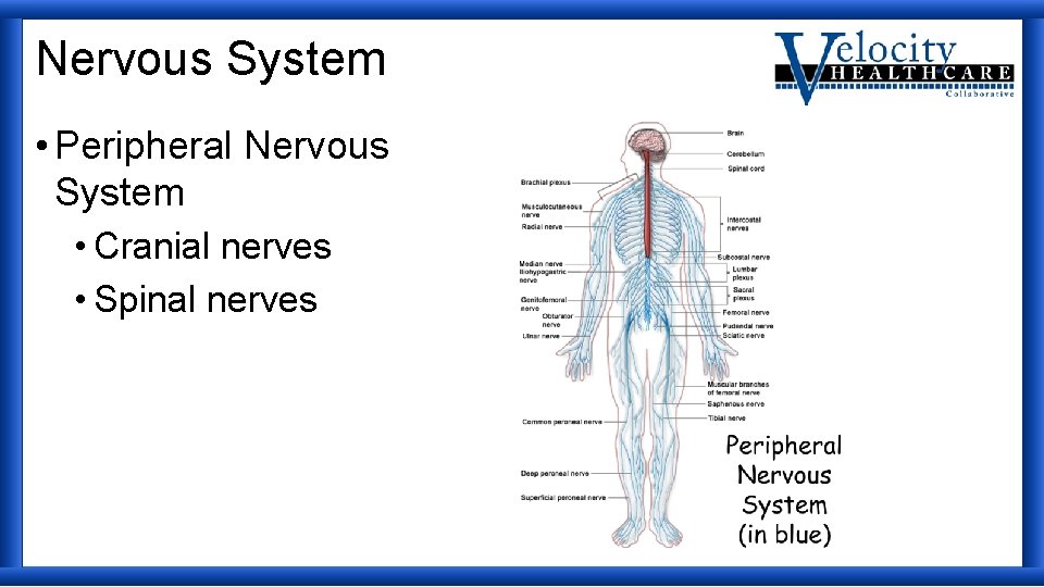 Nervous System • Peripheral Nervous System • Cranial nerves • Spinal nerves 