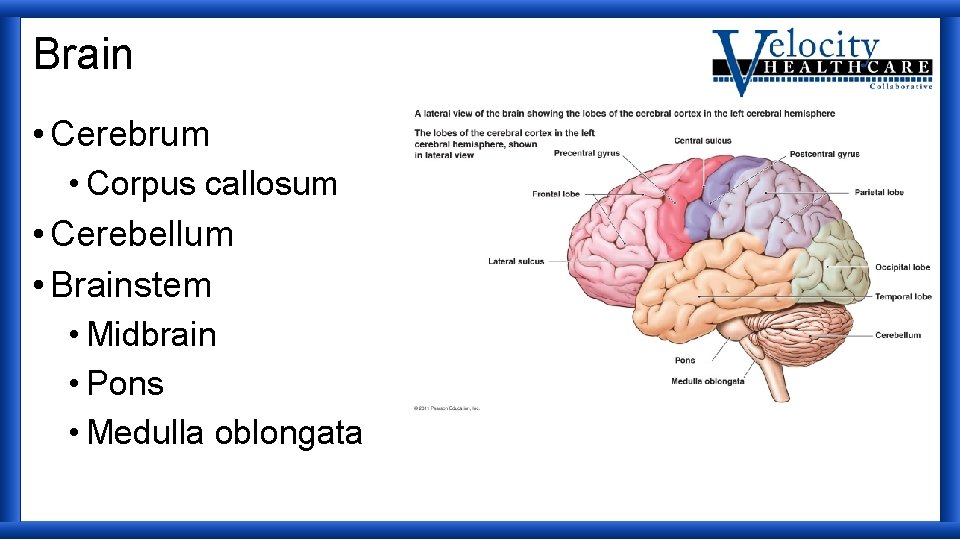 Brain • Cerebrum • Corpus callosum • Cerebellum • Brainstem • Midbrain • Pons