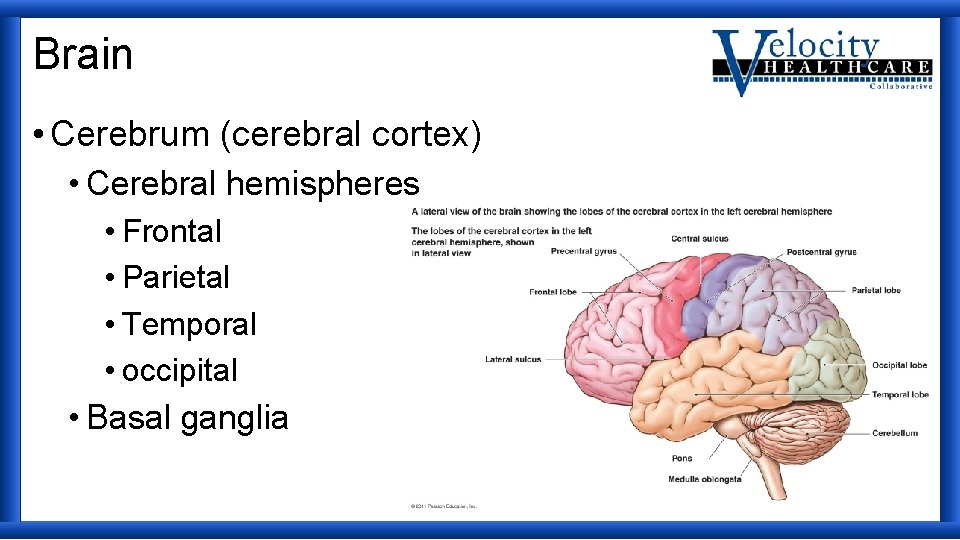 Brain • Cerebrum (cerebral cortex) • Cerebral hemispheres • Frontal • Parietal • Temporal
