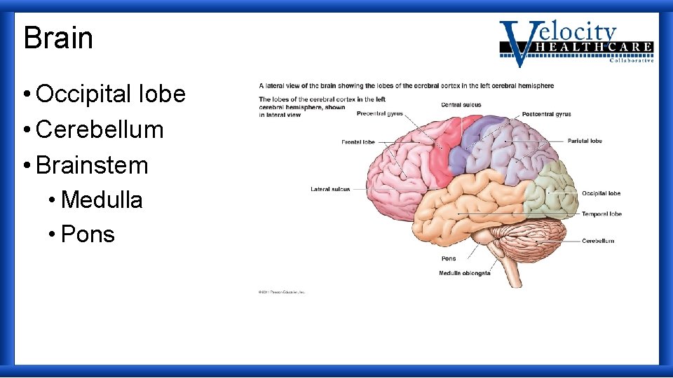 Brain • Occipital lobe • Cerebellum • Brainstem • Medulla • Pons 