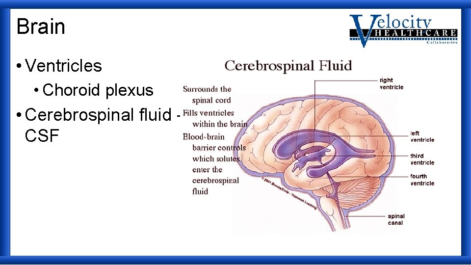 Brain • Ventricles • Choroid plexus • Cerebrospinal fluid CSF 