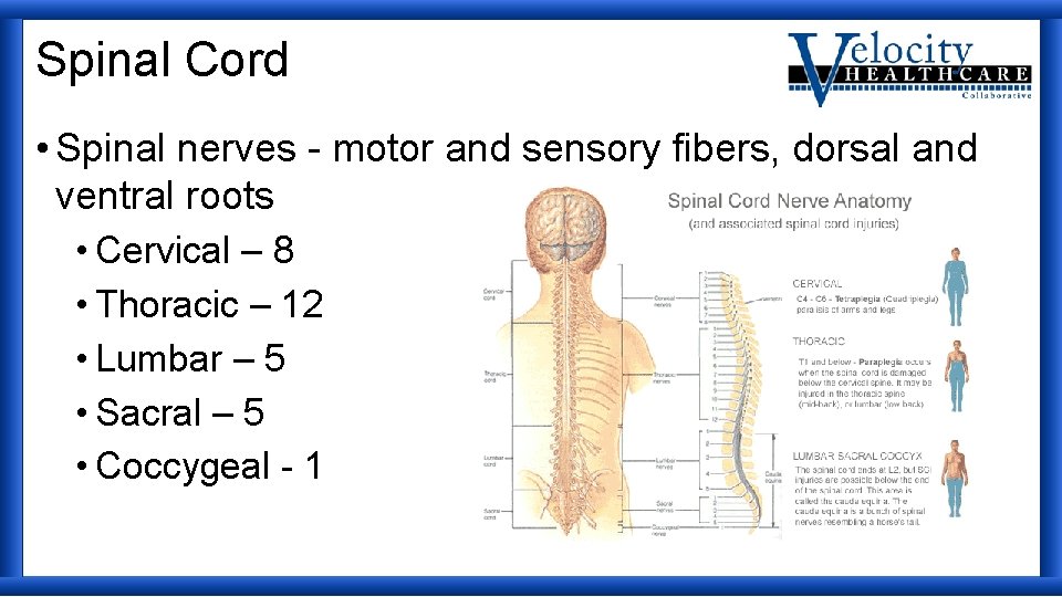 Spinal Cord • Spinal nerves - motor and sensory fibers, dorsal and ventral roots