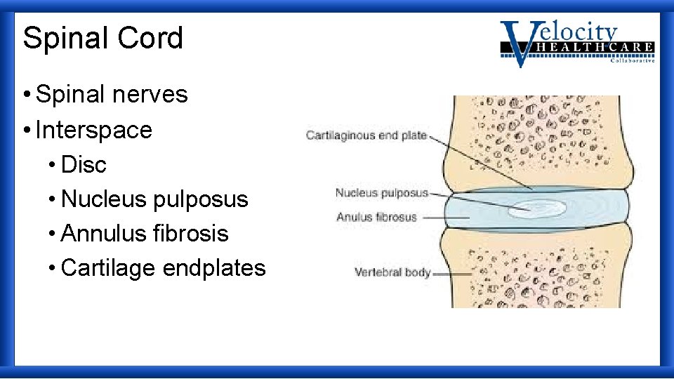 Spinal Cord • Spinal nerves • Interspace • Disc • Nucleus pulposus • Annulus