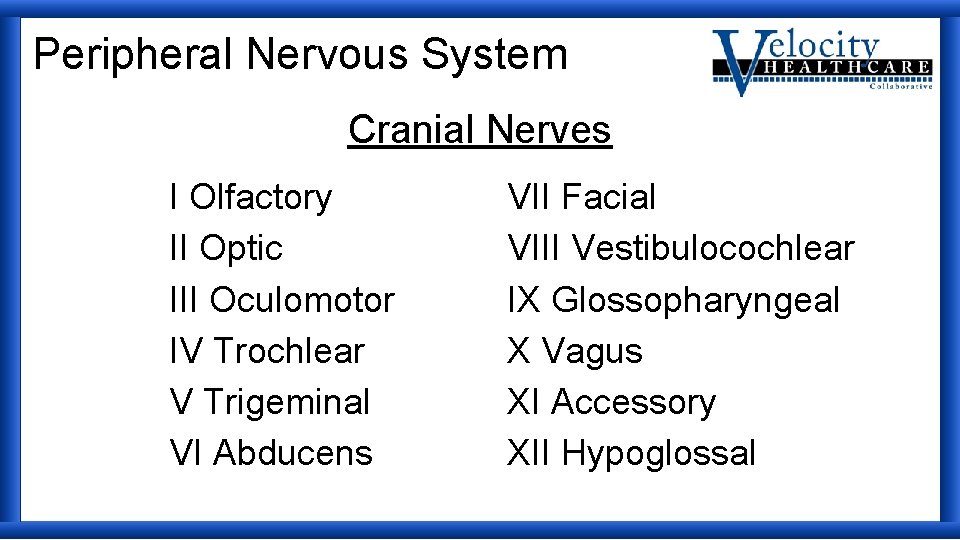 Peripheral Nervous System Cranial Nerves I Olfactory II Optic III Oculomotor IV Trochlear V