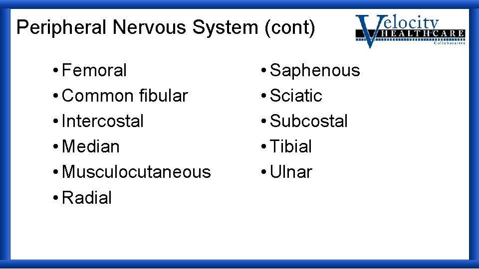 Peripheral Nervous System (cont) • Femoral • Common fibular • Intercostal • Median •