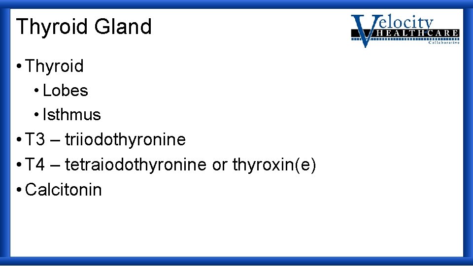 Thyroid Gland • Thyroid • Lobes • Isthmus • T 3 – triiodothyronine •