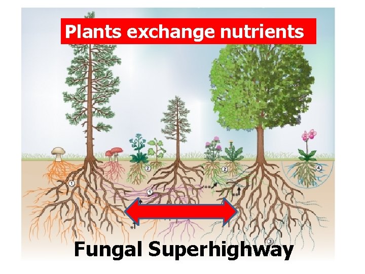 Plants exchange nutrients Fungal Superhighway 