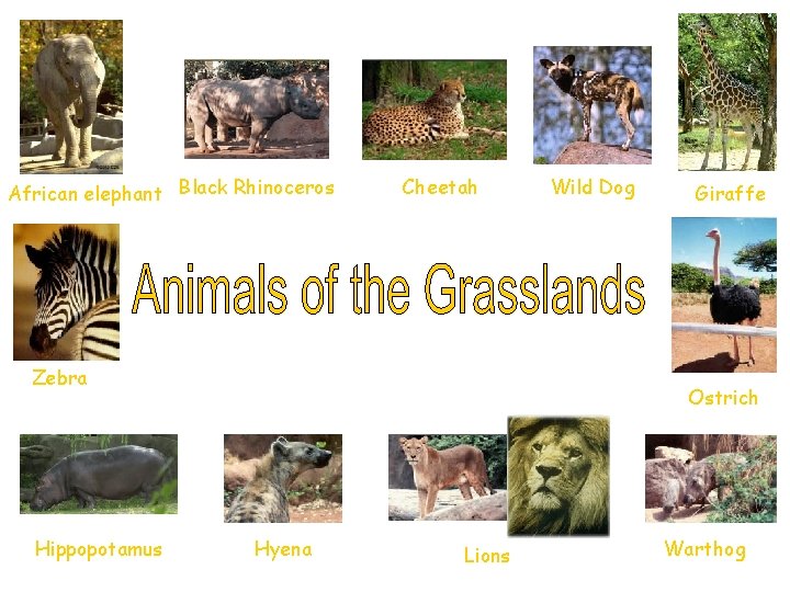 African elephant Black Rhinoceros Cheetah Zebra Hippopotamus Wild Dog Giraffe Ostrich Hyena Lions Warthog