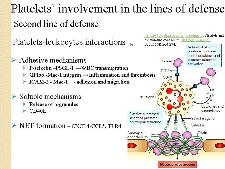 Platelets’ involvement in the lines of defense Second line of defense Platelets-leukocytes interactions Semple