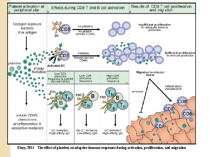 Elzey, 2011 The effect of platelets on adaptive immune responses during activation, proliferation, and