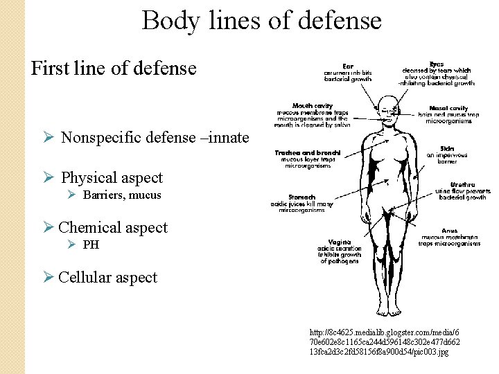 Body lines of defense First line of defense Ø Nonspecific defense –innate Ø Physical