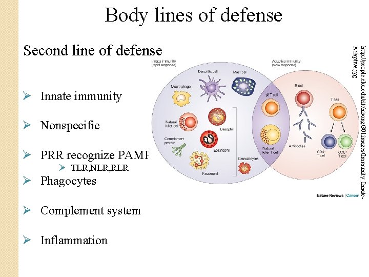 Body lines of defense Ø Innate immunity Ø Nonspecific Ø PRR recognize PAMP Ø