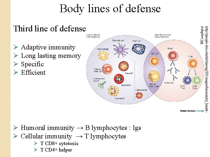 Body lines of defense Ø Ø Adaptive immunity Long lasting memory Specific Efficient Ø