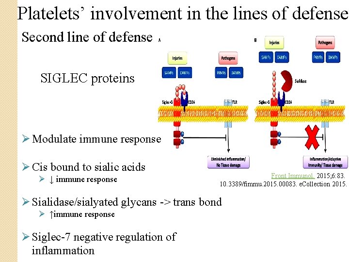 Platelets’ involvement in the lines of defense Second line of defense SIGLEC proteins Ø