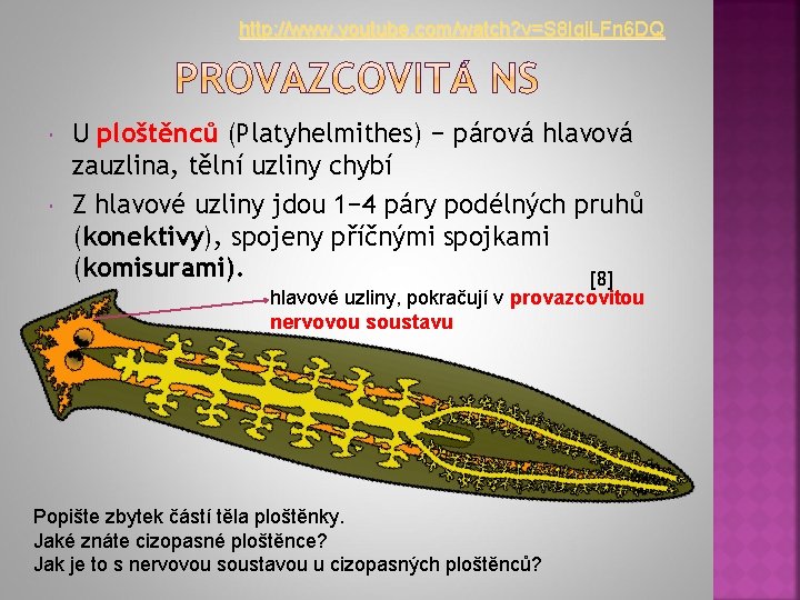 http: //www. youtube. com/watch? v=S 8 Iqi. LFn 6 DQ U ploštěnců (Platyhelmithes) −