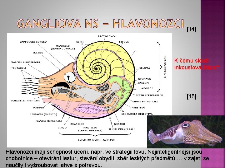 [14] K čemu slouží inkoustová žláza? [15] Hlavonožci mají schopnost učení, např. ve strategii