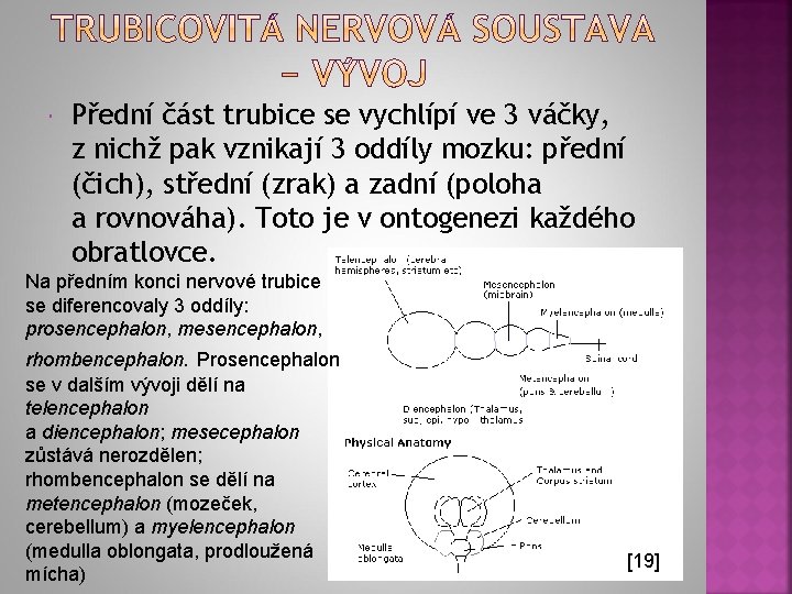  Přední část trubice se vychlípí ve 3 váčky, z nichž pak vznikají 3