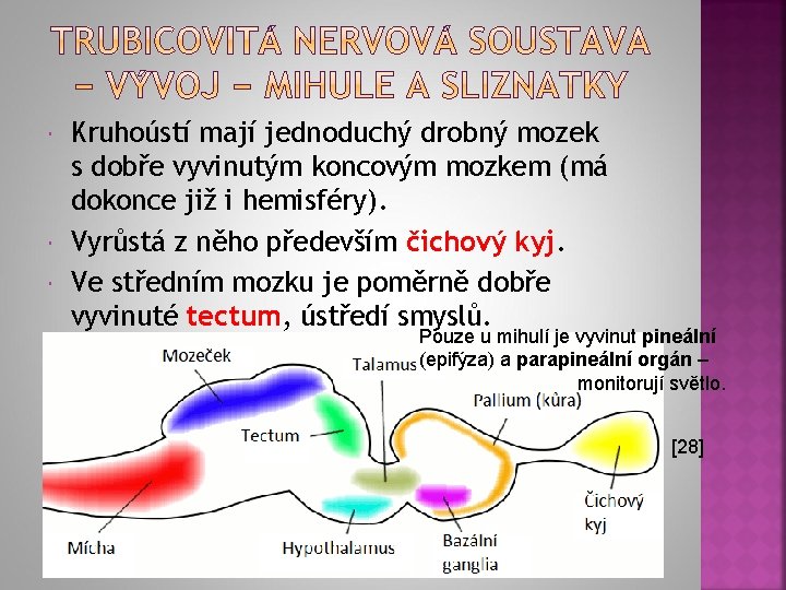  Kruhoústí mají jednoduchý drobný mozek s dobře vyvinutým koncovým mozkem (má dokonce již