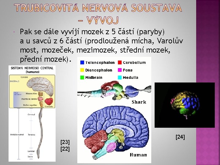  Pak se dále vyvíjí mozek z 5 částí (paryby) a u savců z