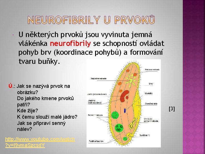  U některých prvoků jsou vyvinuta jemná vlákénka neurofibrily se schopností ovládat pohyb brv