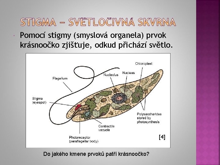  Pomocí stigmy (smyslová organela) prvok krásnoočko zjišťuje, odkud přichází světlo. [4] Do jakého