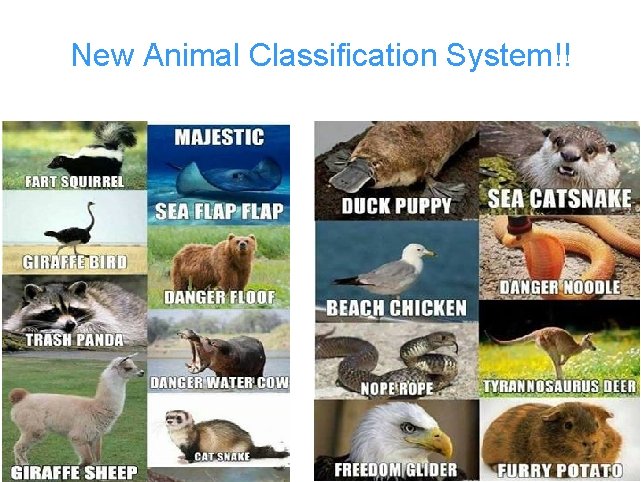 New Animal Classification System!! 