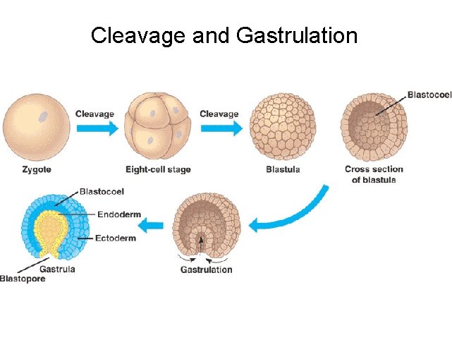 Cleavage and Gastrulation 