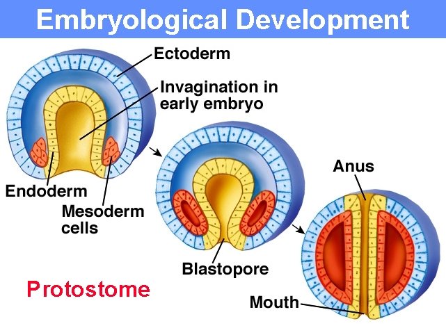 Embryological Development Protostome 