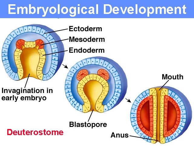 Embryological Development Deuterostome 