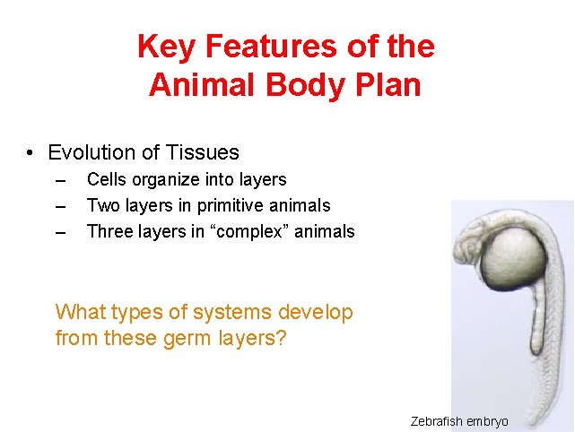 Key Features of the Animal Body Plan • Evolution of Tissues – – –