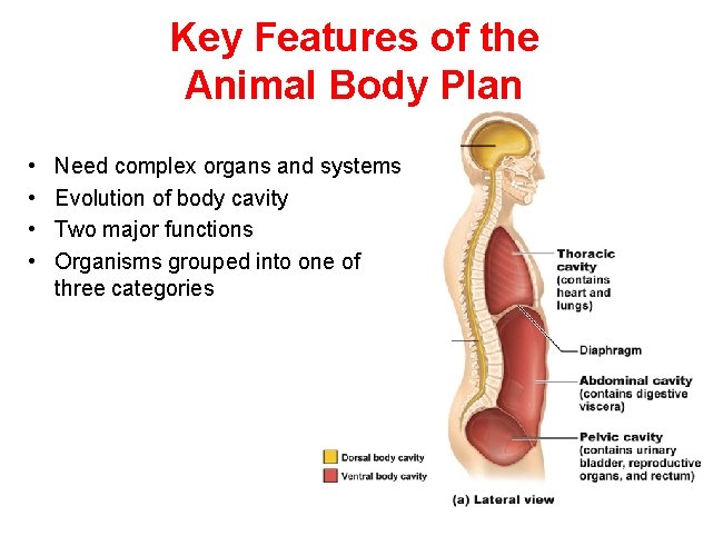 Key Features of the Animal Body Plan • • Need complex organs and systems