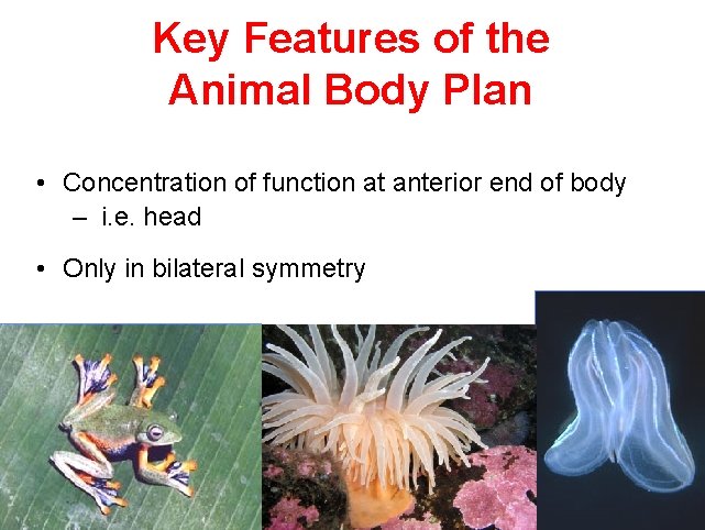 Key Features of the Animal Body Plan • Concentration of function at anterior end