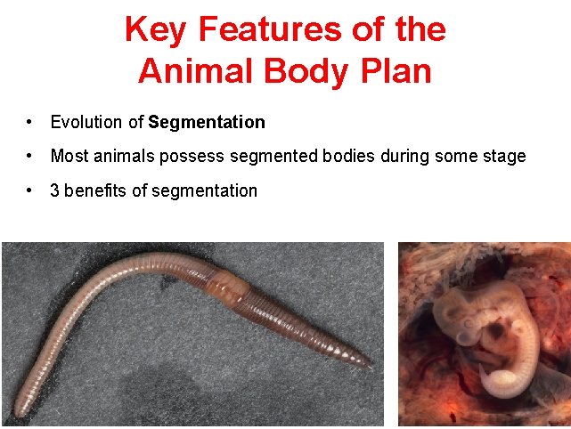 Key Features of the Animal Body Plan • Evolution of Segmentation • Most animals