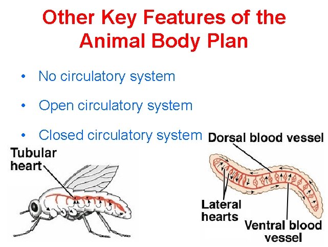 Other Key Features of the Animal Body Plan • No circulatory system • Open