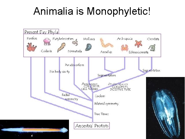 Animalia is Monophyletic! 