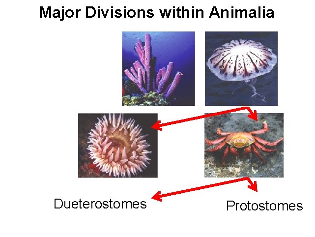 Major Divisions within Animalia Dueterostomes Protostomes 