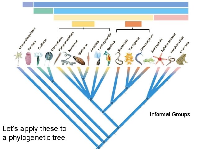 Informal Groups Let’s apply these to a phylogenetic tree 