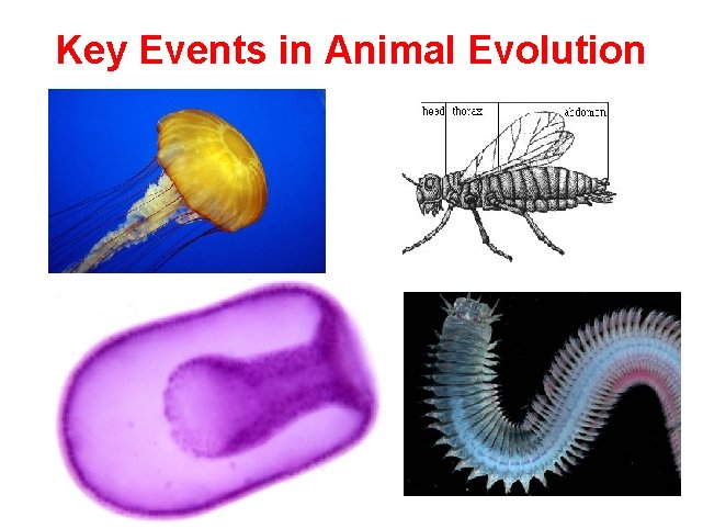 Key Events in Animal Evolution 