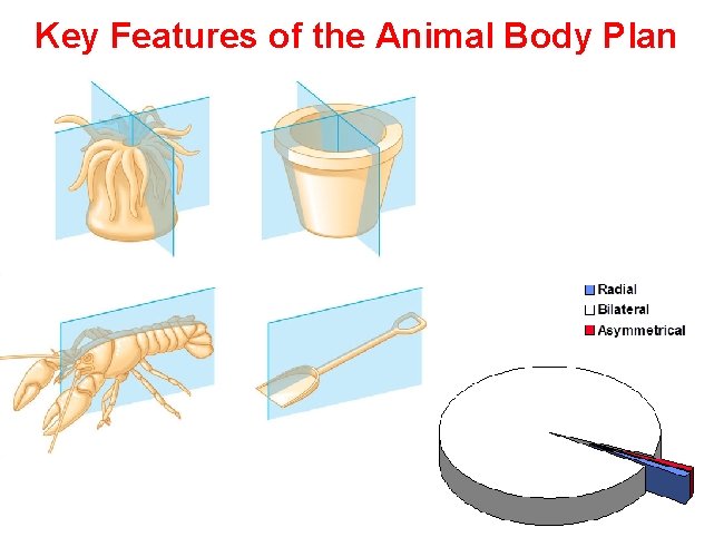 Key Features of the Animal Body Plan 