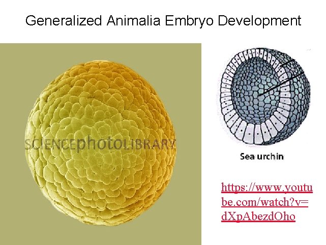 Generalized Animalia Embryo Development https: //www. youtu be. com/watch? v= d. Xp. Abezd. Oho