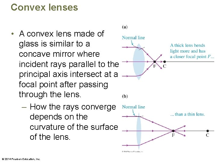 Convex lenses • A convex lens made of glass is similar to a concave