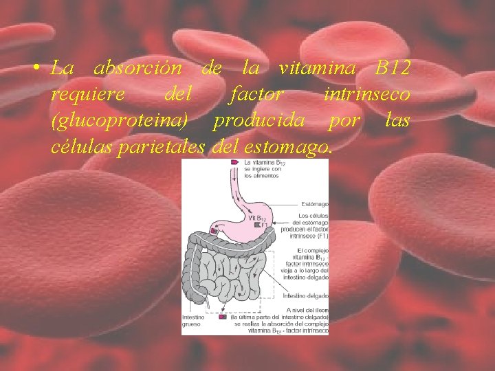 • La absorción de la vitamina B 12 requiere del factor intrinseco (glucoproteina) • La absorción de la vitamina B 12 requiere del factor intrinseco (glucoproteina)