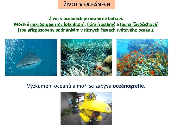 ŽIVOT V OCEÁNECH Život v oceánech je nesmírně bohatý. Mořské mikroorganizmy (plankton), flóra (rostliny) ŽIVOT V OCEÁNECH Život v oceánech je nesmírně bohatý. Mořské mikroorganizmy (plankton), flóra (rostliny)