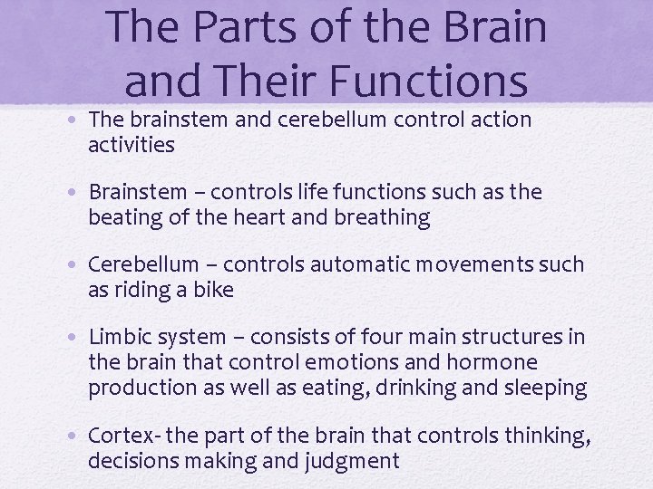 The Parts of the Brain and Their Functions • The brainstem and cerebellum control