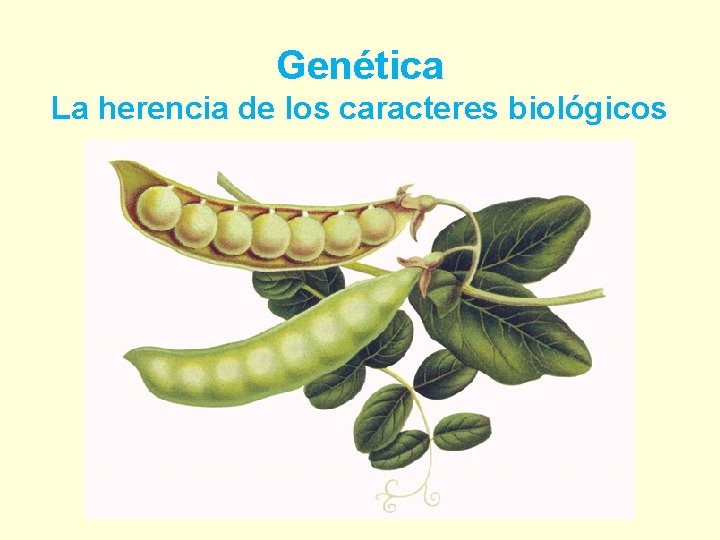 Genética La herencia de los caracteres biológicos 