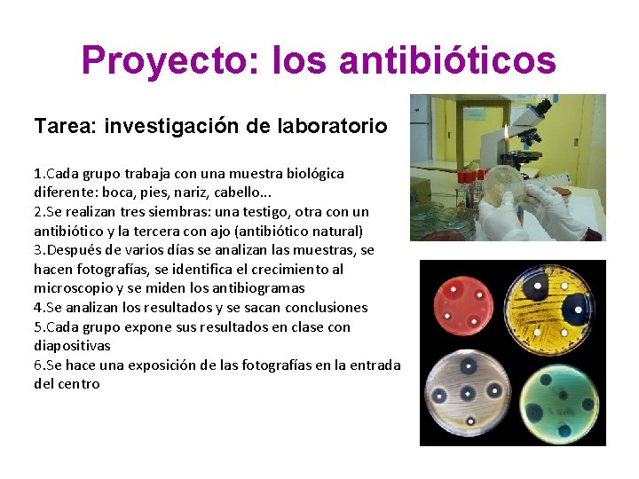 Proyecto: los antibióticos Tarea: investigación de laboratorio 1. Cada grupo trabaja con una muestra