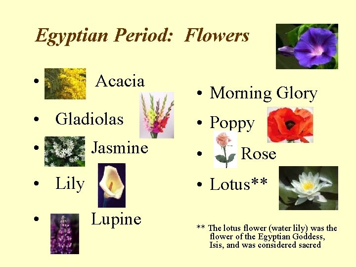 Egyptian Period: Flowers • Acacia • Morning Glory • Gladiolas • Poppy • Jasmine